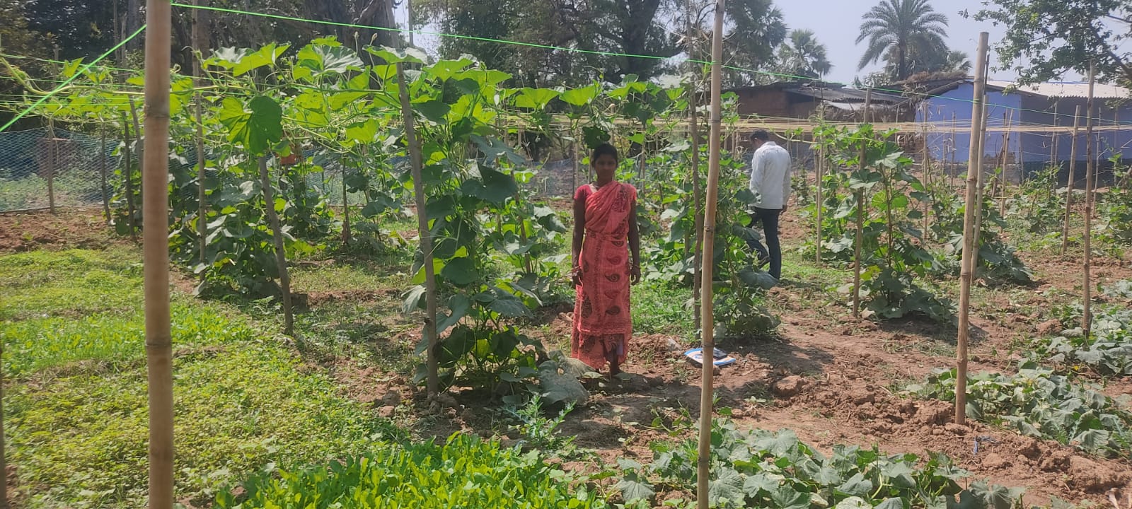 Bottle gourd on Sridevi trellis