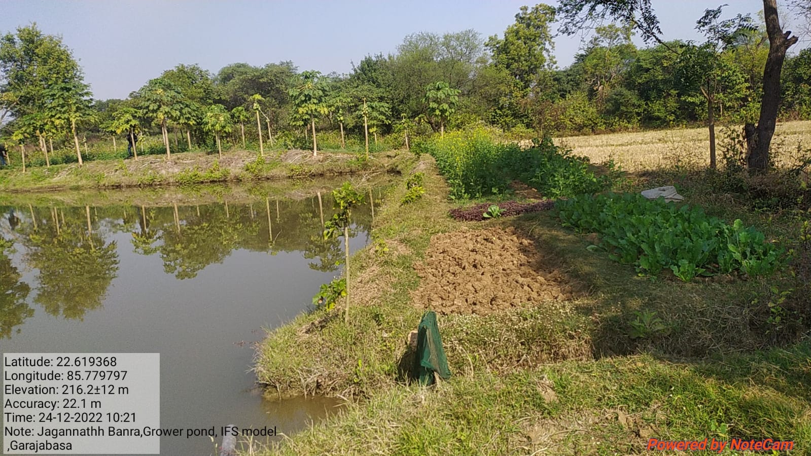 Janwari vegetable plot