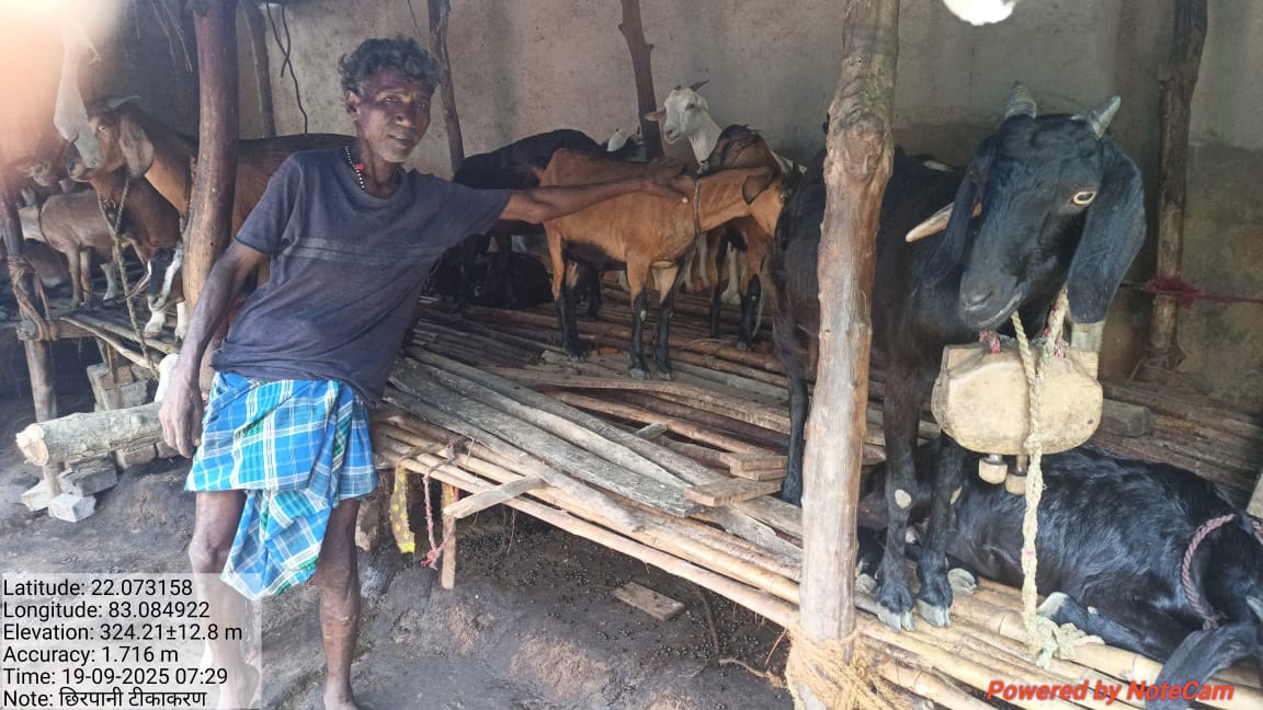 Elevated machan goat shed